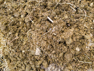 Horse manure with hay and sawdust