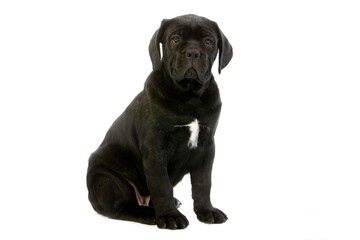 Cane Corso, Dog Breed from Italy, Pup sitting against White Background