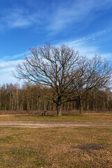 Two beautiful branched trees at the edge of the forest. Spring landscape.