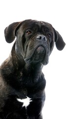 Cane Corso, Dog Breed from Italy, Portrait of Adult against White Background