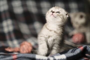 Scottish fold silver tabby.