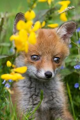 Red Fox, vulpes vulpes, Cub with Yellow Flowers, Normandy