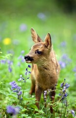 Roe Deer, capreolus capreolus, Foan with Flowers, Normandy © slowmotiongli