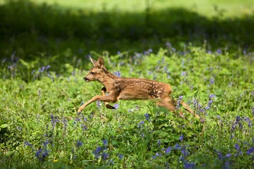 Roe Deer, capreolus capreolus, Foan Leaping through Flowers, Normandy