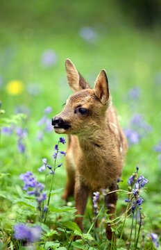Roe Deer, capreolus capreolus, Foan with Flowers, Normandy
