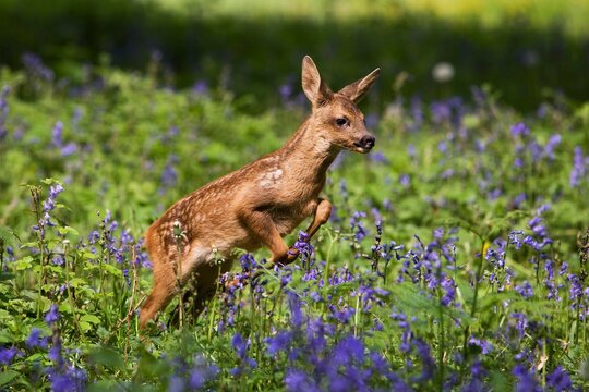 Roe Deer, capreolus capreolus, Foan Leaping throught Flowers, Normandy