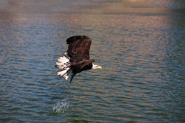 Bald Eagle, haliaeetus leucocephalus, Immature in Flight, Fishing