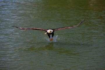 Bald Eagle, haliaeetus leucocephalus, Immature in Flight, Fishing