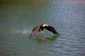 Bald Eagle, haliaeetus leucocephalus, Immature in Flight, Fishing