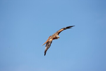 Red Kite, milvus milvus, Adult in Flight against Blue Sky