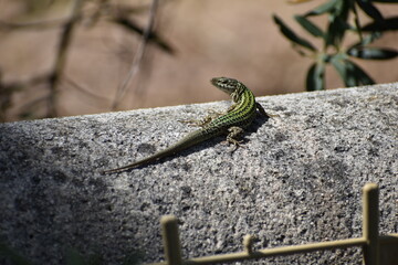 Lagartija ibicenca