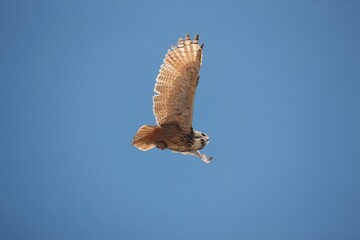 Cape Eagle Owl, bubo capensis, Adult in Flight
