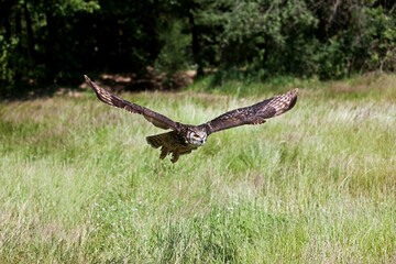 Cape Eagle Owl, bubo capensis, Adult in Flight
