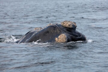 Southern Right Whale, eubalaena australis, Head of Adult at Surface, Near Hermanus in South Africa