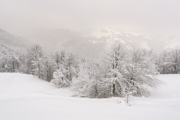 Minimalistic winter landscape in cloudy weather with snowy trees. Carpathian mountains, Landscape photography