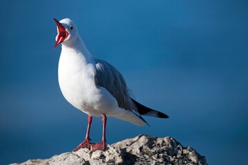 Hartlaub's Gull or King Gull, larus hartlaubii, Adult calling, Standing on Rock, Hermanus in South Africa
