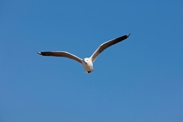 Hartlaub's Gull or King Gull, larus hartlaubii, Adult in Flight, Hermanus in South Africa