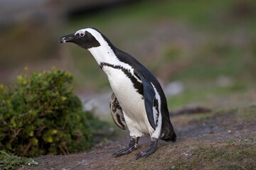 Jackass Penguin or African Penguin, spheniscus demersus, Adult, Betty's Bay in South Africa