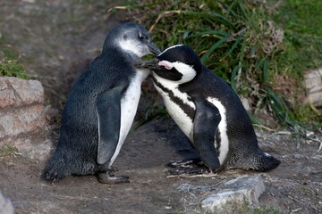 Naklejka premium Jackass Penguin or African Penguin, spheniscus demersus, Adult with Young Grooming, Betty's Bay in South Africa