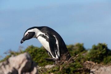 Jackass Penguin or African Penguin, spheniscus demersus, Adult, Betty's Bay in South Africa
