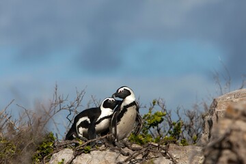 Jackass Penguin or African Penguin, spheniscus demersus, Pair, Betty's Bay in South Africa