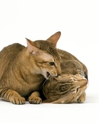 Brown Tabby Oriental Domestic Cats, Adults fighting against White Background