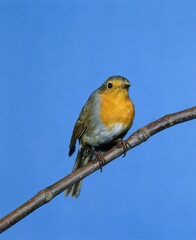 European Robin, erithacus rubecula, Adult standing on Branch