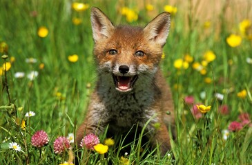 Red Fox, vulpes vulpes, Cub standing in Flowers, Normandy