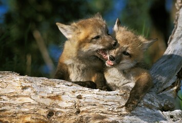 Red Fox, vulpes vulpes, Cubs playing on Stump, Canada