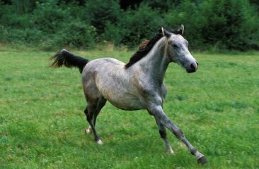 Naklejka na ściany i meble Shagya Horse, Adult Galloping through Meadow