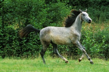 Fototapeta na wymiar Shagya Horse, Adult Galloping through Meadow