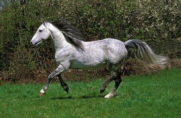 Andalusian Horse, Stallion Galloping in Paddock