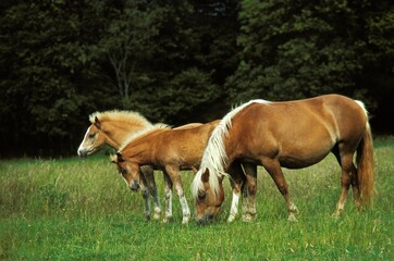 Haflinger Pony, Mare with Foals standing in Meadow