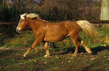 Obraz premium Haflinger Pony, Adult Galloping in Paddock
