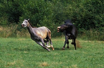 Shagya Horse, Adult Galloping through Meadow, Defensive Posture
