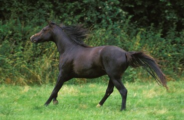 Shagya Horse, Adult Galloping through Meadow