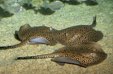 Moroto Ray, potamotrygon motoro