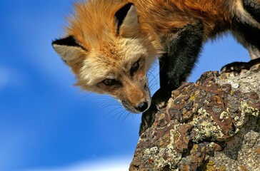 Red Fox, vulpes vulpes, Adult standing on Rock, Canada
