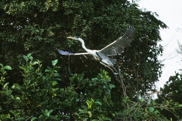 Black Headed Heron, ardea melanocephala, Adult in Flight, Kenya
