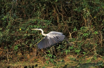 Black Headed Heron, ardea melanocephala, Adult in Flight, Kenya