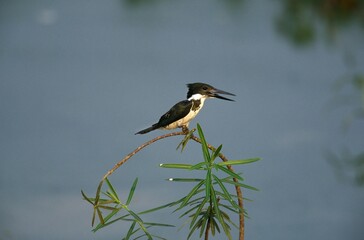 Ringed Kingfisher, megaceryle torquata, Immature standing on Branch, Pantanal in Brazil
