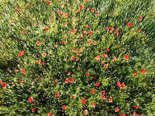 Red poppies on a wheat field on a sunny day, aerial view. Background.