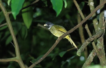 Collared Finch Billed Bulbul, spizixos semitorques, Adult standing on Branch