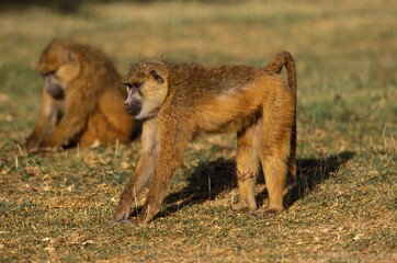 Yellow Baboon, papio cynocephalus, Masai Mara Park in Kenya