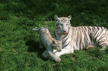 White Tiger, panthera tigris, Female with Cub laying on Grass