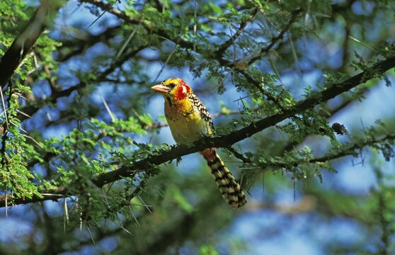 Red and Yellow Barbet, trachyphonus erythrocephalus, Adult standing in Acacia Tree, Kenya