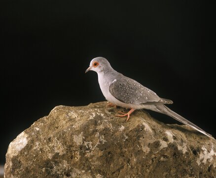 Diamond Dove, geopelia cuneata, Adult standing on Rock against Black Background