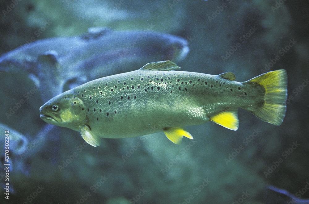 Wall mural atlantic salmon, salmo salar, adult, quebec in canada