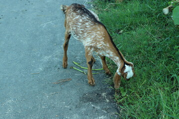 goat in the street