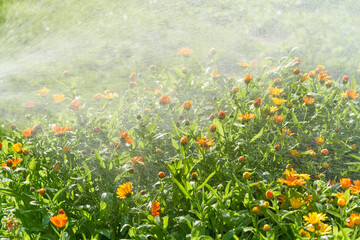 Plant care, home gardening. Watering marigold flowers with hose in backyard in summer. It is raining, drizzling, and drops of water fall on flower bed